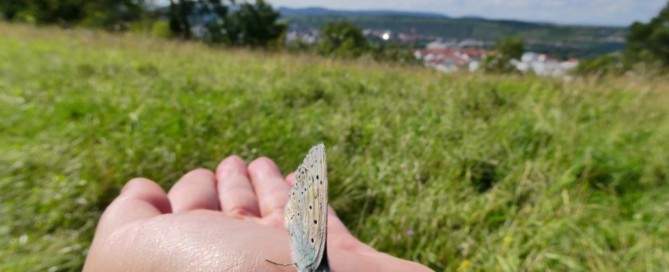 Wundervolle Begegnung mit Schmetterling